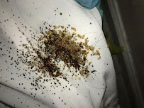 Affordable Bed Bug Elimination - Photo 2 - Car repair in , Bronx