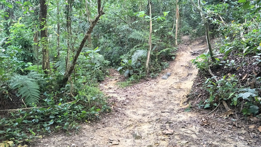 Bukit Kiara Hill Walk