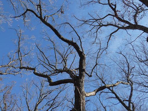 Nature Preserve «Jurgensen Woods Nature Preserve», reviews and photos, 183rd St, Lansing, IL 60438, USA