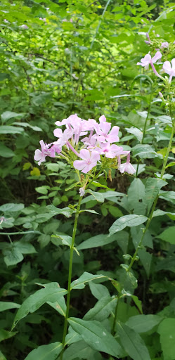 Nature Preserve «Sadsbury Woods Preserve», reviews and photos, Ramblewood Dr & Northwood Dr, Coatesville, PA 19320, USA