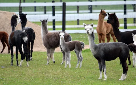 Dargaičių mažasis zoologijos sodas „Alpakų auginimas“ image