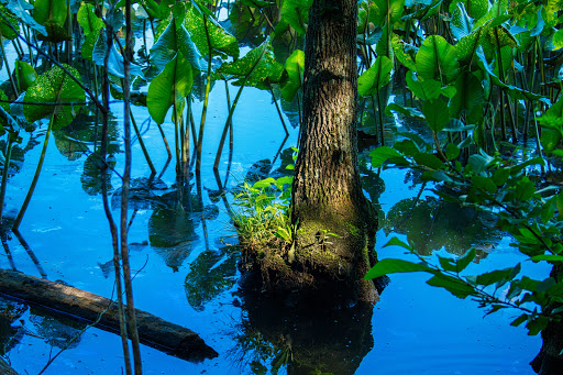 Nature Preserve «Jug Bay Wetlands Sanctuary», reviews and photos, 1361 Wrighton Rd, Lothian, MD 20711, USA