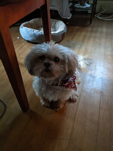 Pet Supply Store «Petco Animal Supplies», reviews and photos, 438 Southbridge St, Auburn, MA 01501, USA