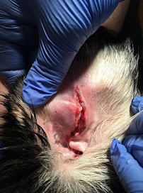 Four Paws Pet Resort - Photo 3 - Car repair in Eagan, MN, Minneapolis