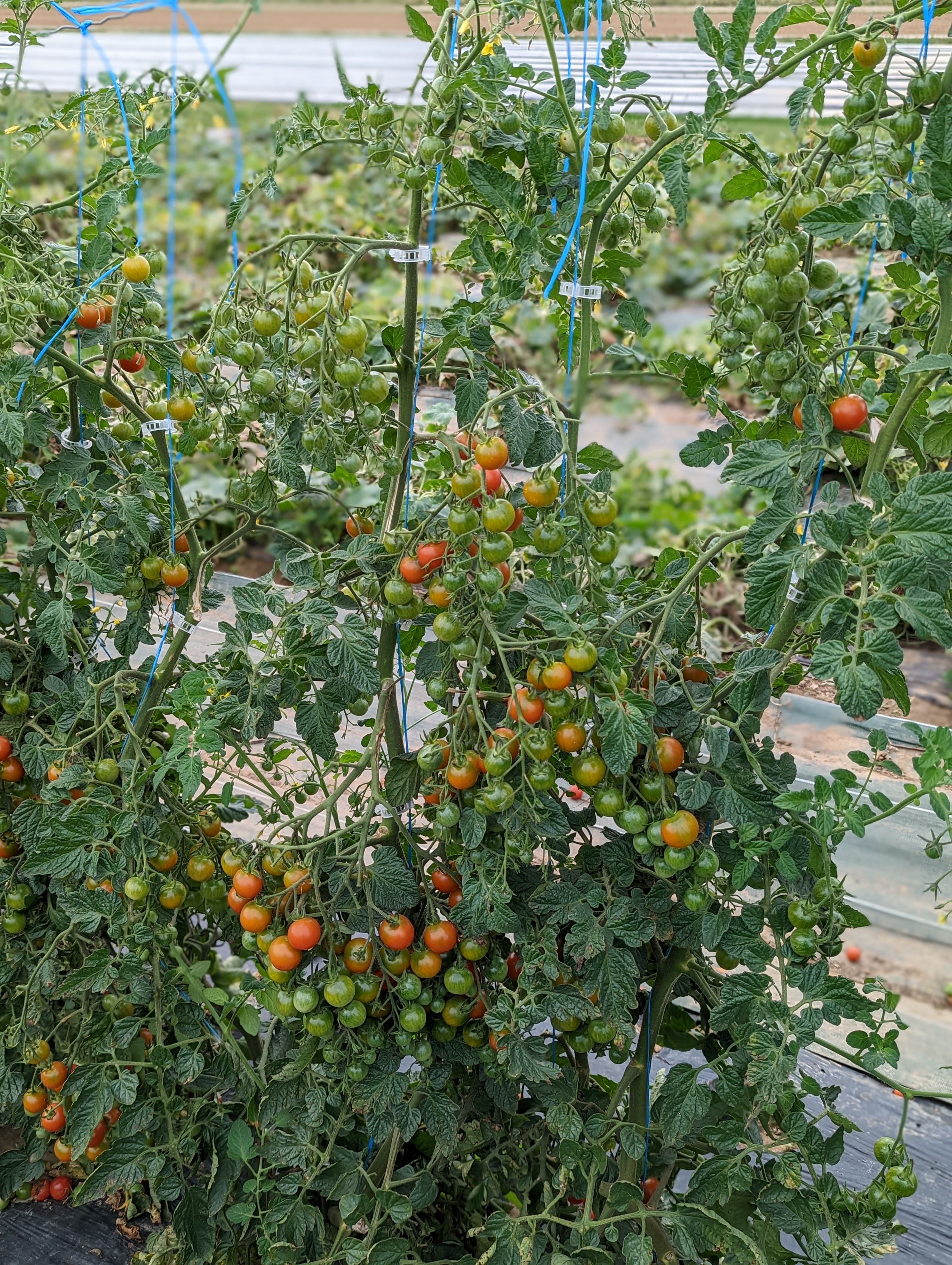 Photo n° 4 de l'avis de Clément.M fait le 25/08/2022 à 21:43