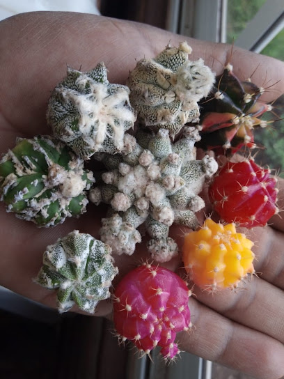 Huichi Cactus