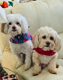 Jensen Beach Salty Dog - Photo 5 - Car repair in Jensen Beach, FL, Port St. Lucie