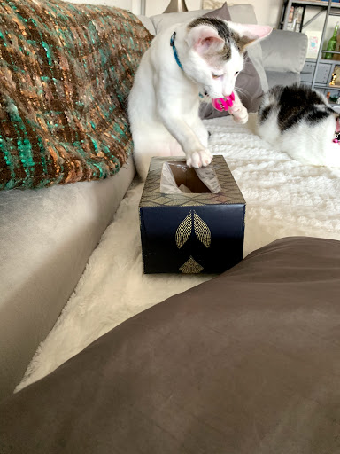 Pet Supply Store «PetSmart», reviews and photos, 220 Commerce Blvd, Fairless Hills, PA 19030, USA