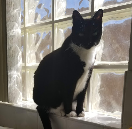 Pet Supply Store «Pet Oasis», reviews and photos, 42220 Washington St, Bermuda Dunes, CA 92203, USA