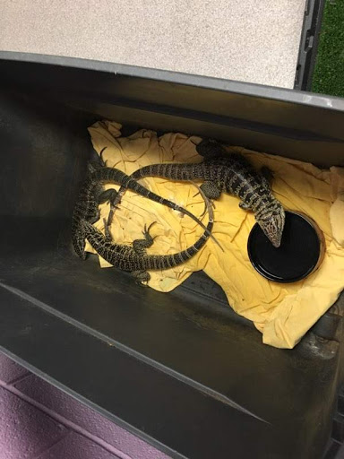 Pet Store «Pets Plus - Lansdale», reviews and photos, 555 S Broad St, Lansdale, PA 19446, USA