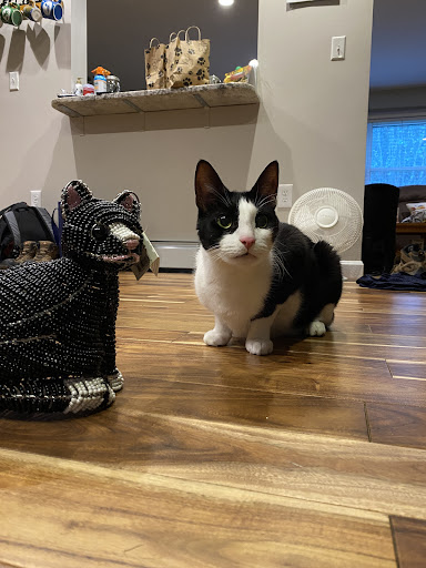 Pet Supply Store «Bark Harbor», reviews and photos, 150 Main St # 3, Bar Harbor, ME 04609, USA