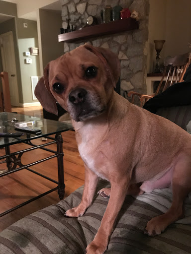 Pet Store «The Pet Place», reviews and photos, 240 Shadowline Dr, Boone, NC 28607, USA