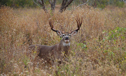 Wilson Whitetail & Wing Shooting Ranch (WWR)