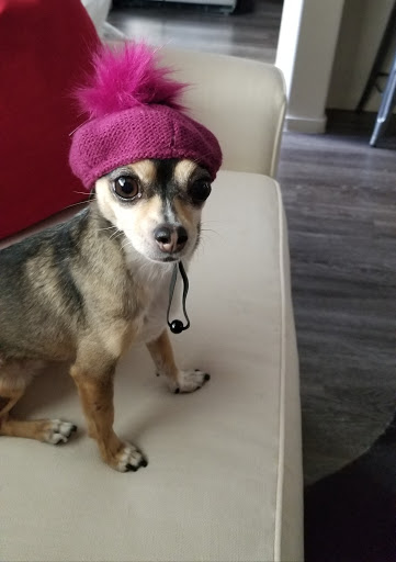 Pet Supply Store «Petco Animal Supplies», reviews and photos, 1415 E Warner Rd, Gilbert, AZ 85296, USA