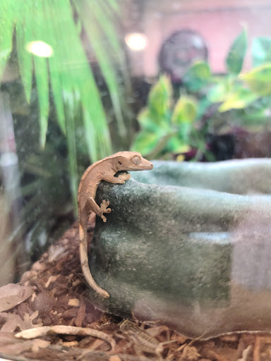 Pet Supply Store «PetSmart», reviews and photos, 3500 SW College Rd, Ocala, FL 34474, USA