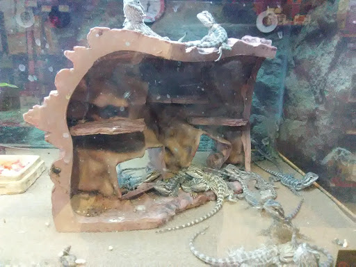 Pet Supply Store «Petco Animal Supplies», reviews and photos, 438 Southbridge St, Auburn, MA 01501, USA