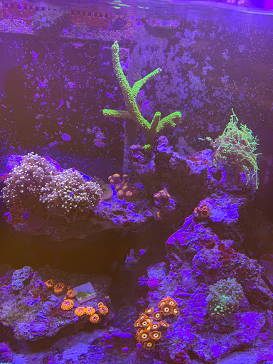 Tropical Fish Store «The Reef Shoppe», reviews and photos, 900 Morris Park Ave, Bronx, NY 10462, USA