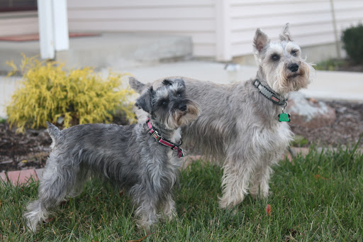 Theuerkauf's Tails Pet Services of St Louis and St Clair County