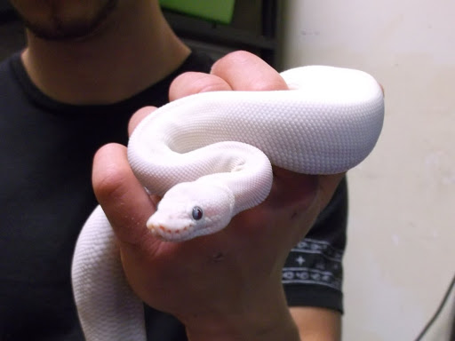 Pet Supply Store «Over Bridge Pet Supplies», reviews and photos, 24 Seneca St, Hornell, NY 14843, USA