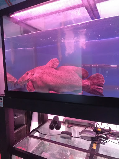 Pet Supply Store «Monster Aquarium Inc.», reviews and photos, 131-08 40 Rd, Flushing, NY 11354, USA