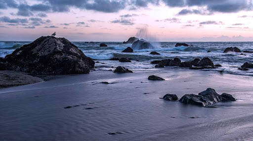 Grocery Store «Safeway», reviews and photos, 406 N Main St, Sebastopol, CA 95472, USA