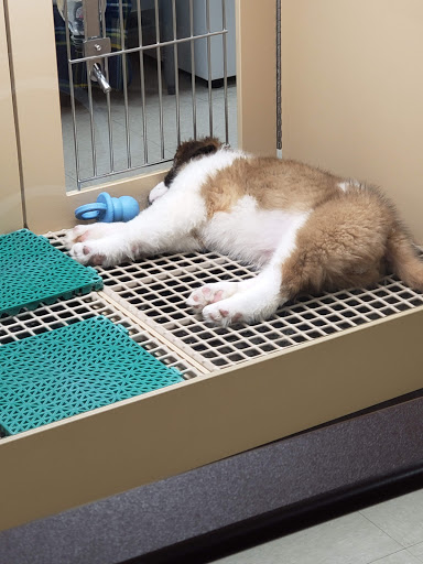 Pet Store «Petland», reviews and photos, 920 Hebron Rd, Heath, OH 43056, USA