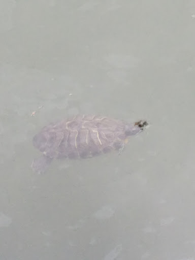 Park «Hoblitzelle Park», reviews and photos, 7500 Red River Dr, Plano, TX 75025, USA