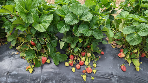 Tourist Attraction «Sugar Hill U-pick Farms», reviews and photos, 3595 Co Rd 59, Verbena, AL 36091, USA