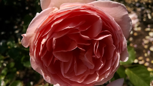 Park «East Rock Park», reviews and photos, 41 Cold Spring St, New Haven, CT 06511, USA