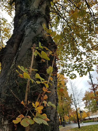 Park «Dawson Park», reviews and photos, 2926 N Williams Ave, Portland, OR 97227, USA