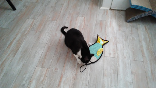 Pet Store «Pet Junction», reviews and photos, 146 NH-108, Dover, NH 03820, USA