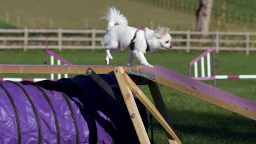 The Daisy Dog Academy