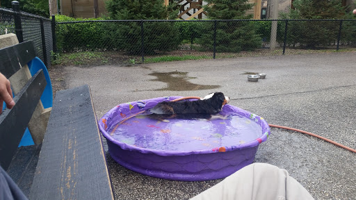 Dog Park «Wiggly Field Dog Friendly Area», reviews and photos, 2645 N Sheffield Ave, Chicago, IL 60614, USA