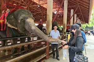 Nong Nooch Pattaya Elephant Theater image