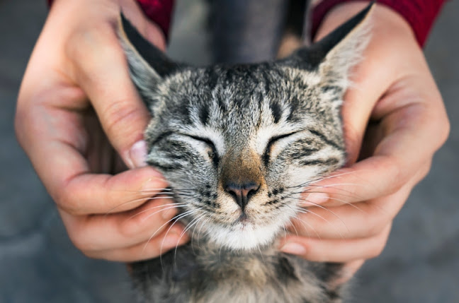 Avaliações doCentro Veterinário de Aveiro em Aveiro - Veterinário