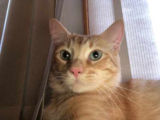 Pet Supply Store «Petco Animal Supplies», reviews and photos, 233 S Stewart Rd, Liberty, MO 64068, USA