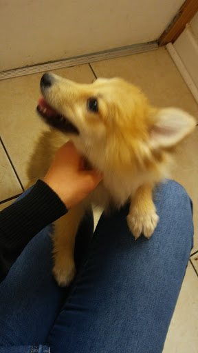 Pet Store «Pet Luv Pet Center», reviews and photos, 8057 S Cicero Ave, Chicago, IL 60652, USA