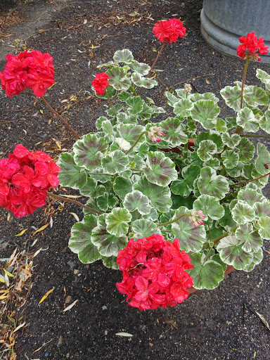 Farm «Heron Pond Farm», reviews and photos, 299 Main Ave, South Hampton, NH 03827, USA