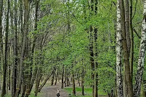 Lasek Aniołowski w Częstochowie image