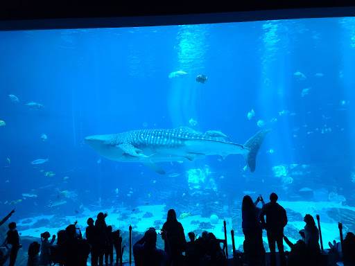 Aquarium «Georgia Aquarium», reviews and photos, 225 Baker St NW, Atlanta, GA 30313, USA