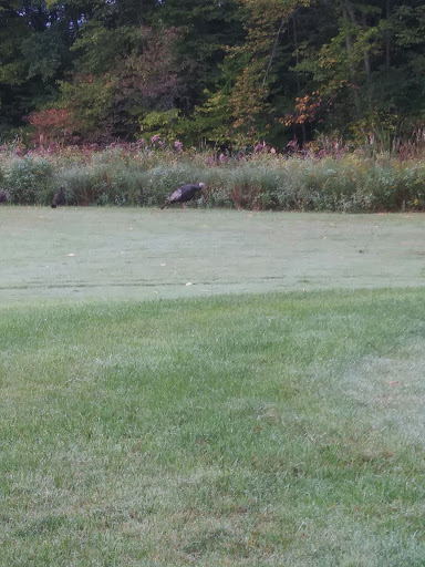 Golf Course «Belle River Golf Course», reviews and photos, 12564 Belle River Rd, Memphis, MI 48041, USA