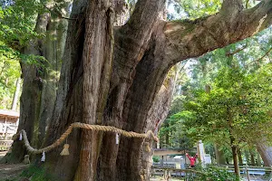 Sugi no Osugi (Giant Cedar Tree) image