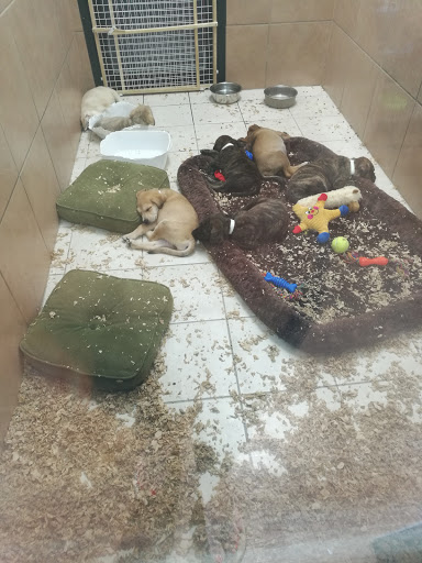 Pet Store «Pets Plus - Lansdale», reviews and photos, 555 S Broad St, Lansdale, PA 19446, USA