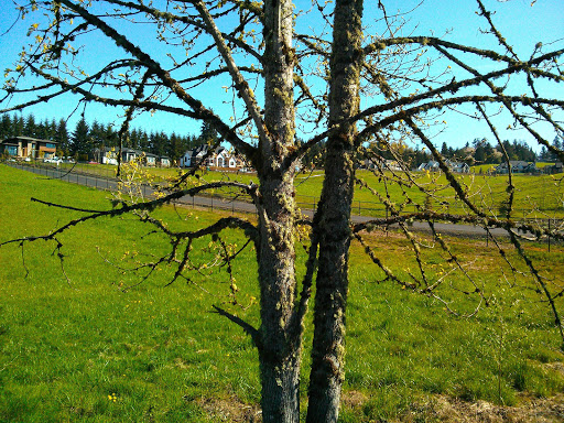 Restaurant «Oswego Hills Vineyard», reviews and photos, 450 Rosemont Rd, West Linn, OR 97068, USA