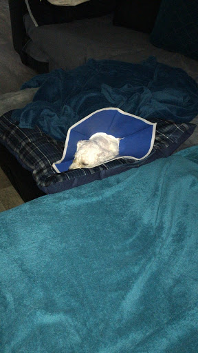 Pet Supply Store «PetSmart», reviews and photos, 601 Centerview Blvd, Kissimmee, FL 34741, USA