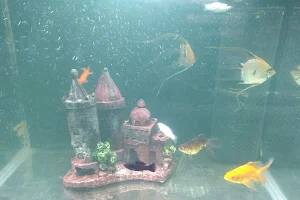 Rainbow Fish Aquarium And Shakes image