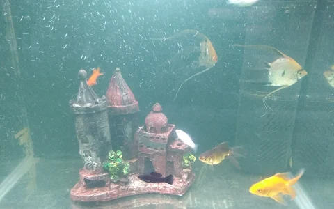 Rainbow Fish Aquarium And Shakes image