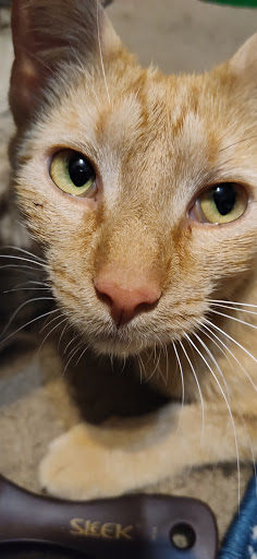 Pet Supply Store «PetSmart», reviews and photos, 11945 Central Ave, Chino, CA 91710, USA