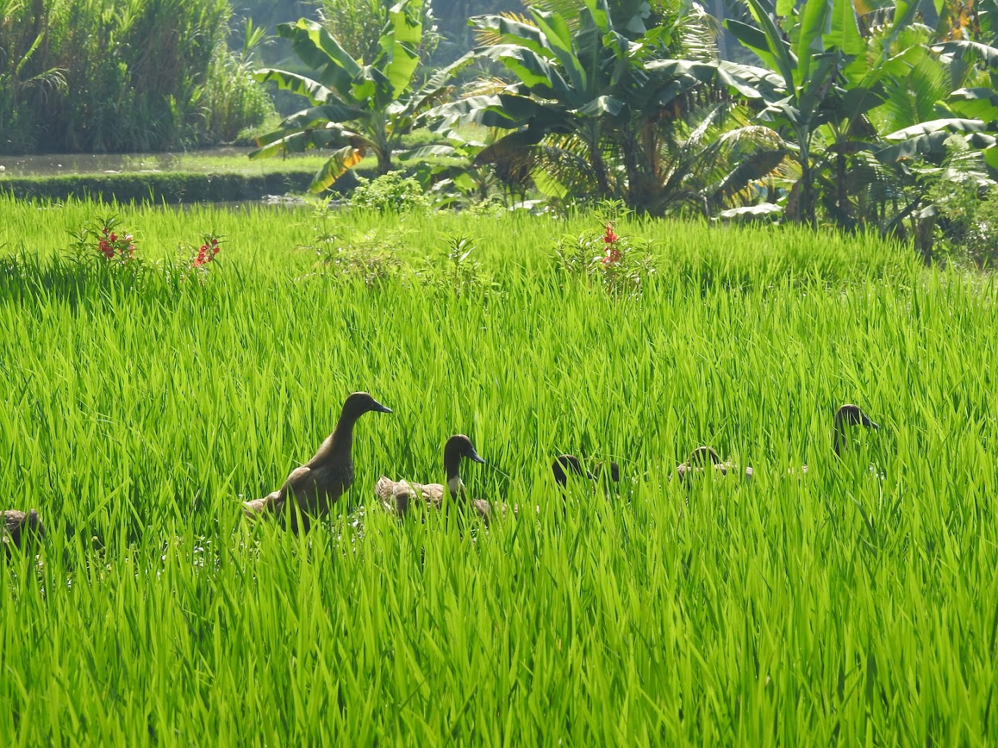 Gambar Bali Bird Walks