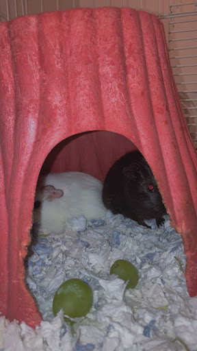 Pet Supply Store «Pet Supplies Plus», reviews and photos, 7467 St Andrews Rd, Irmo, SC 29063, USA